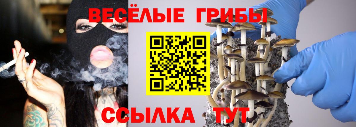 Галлюциногенные грибы Psilocybe Чебоксары